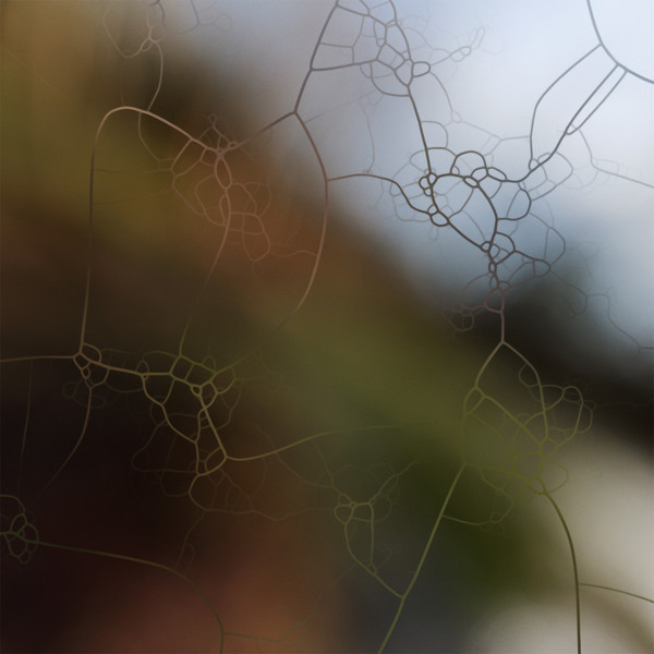 bluhol - Confluence | Oomycota (OOM01)