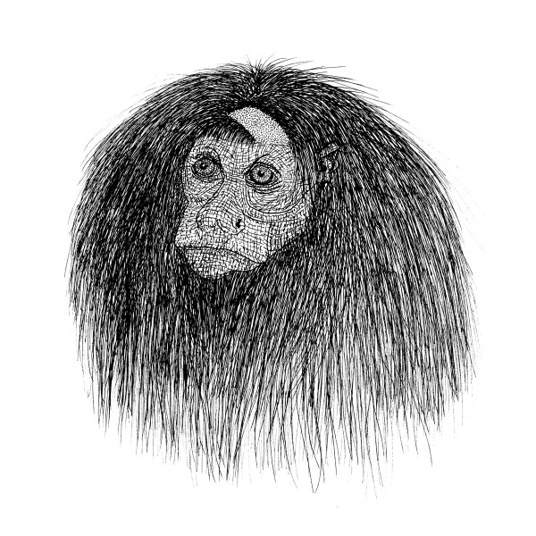 La Jungle , Zerolex - Rivari | Les Disques Du Crochet (LDDC03)