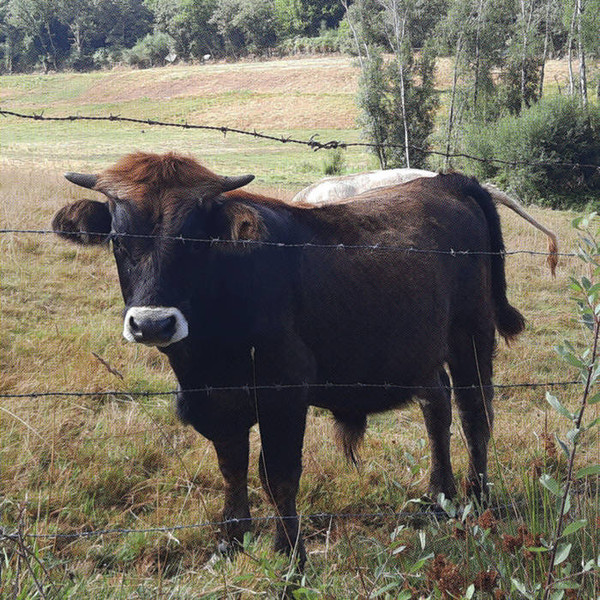 Trompeta - Fast Food | Trompeta (trompeta03) - main