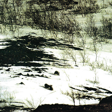 Arv & Miljö - Ensam Är Nattens Rymd Över Vita Vägar | Discreet Music (06) Arv & Miljö - Ensam Är Nattens Rymd Över Vita Vägar | Discreet Music (06)