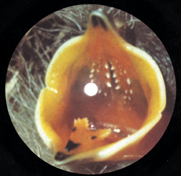 Bleach - Eclipse E.P. | Way Cool Records (WAY 8) - 2 Bleach - Eclipse E.P. | Way Cool Records (WAY 8) - 2