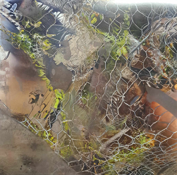 Aedis - Saense | Animalia (ANIMA18)