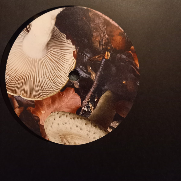 Polygonia , Popp - Candid | Squama (SQM022) - 4