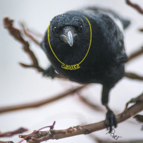 Lauer - Power | Running Back (RBLP12) - main Lauer - Power | Running Back (RBLP12) - main