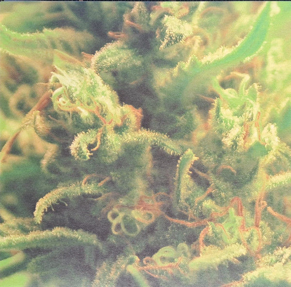 Full Bloom - Time Zones | Ilian Tape (ITLP18)