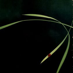 Fluke - Out (In Essence) | Circa (FLUKE 1)