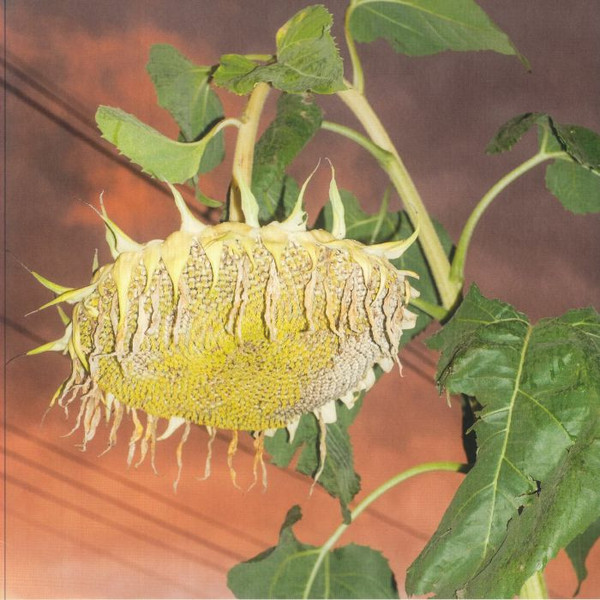 Phatness - Fillerkiller | Studio Barnhus (BARN 108) - main