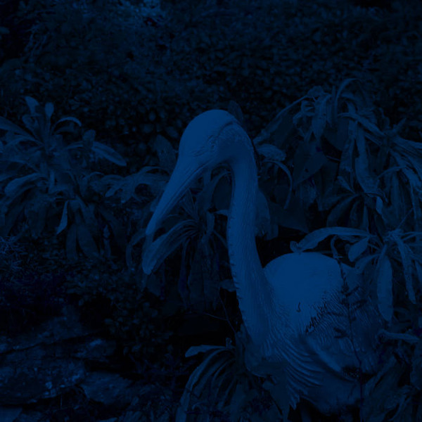 Mauve Celestine - Si le héron est là, la tronçonneuse n'est pas loin | Not On Label (none)