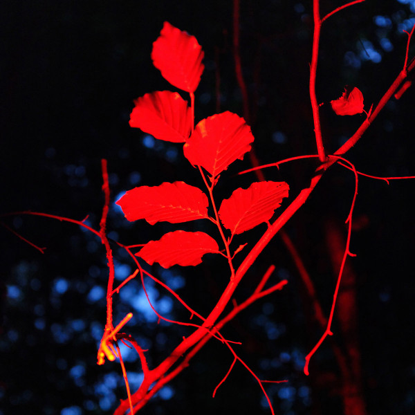 Ludwig Berger - Ecotonalities: No Other Home Than The In-Between | -ous (OUS057)