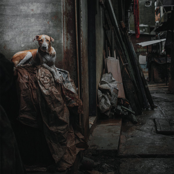 Cremations - Dissolution Of Balance | Isolation Records (ISO021)