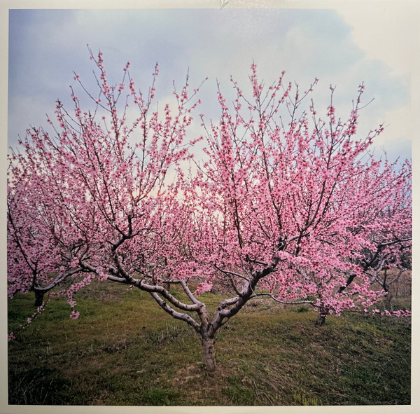 Washed Out - Within And Without | Weird World (WEIRD003LP) - 4