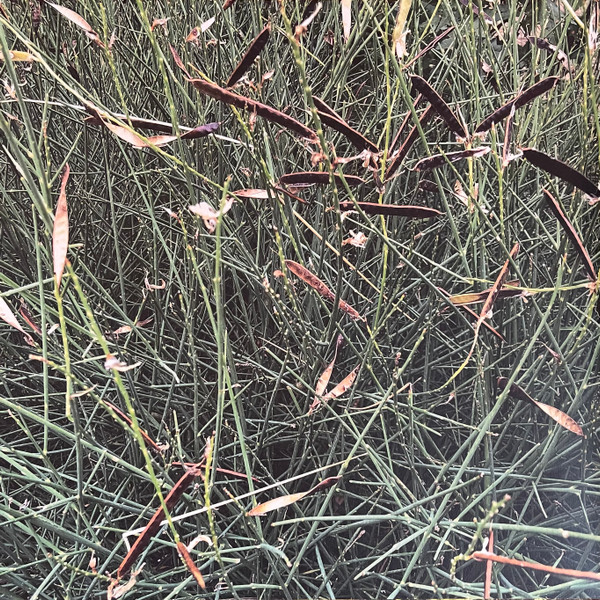 Skee Mask - Pool | Ilian Tape (ITLP09) - 3