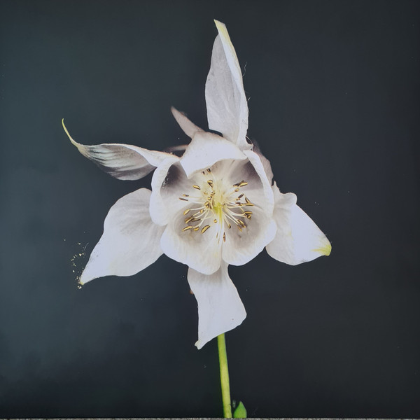 Fridge - Happiness | Temporary Residence Limited (TRR043LP) Fridge - Happiness | Temporary Residence Limited (TRR043LP)