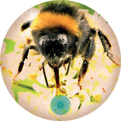 Brackles & Shortstuff - Broken Harp | Pollen (Pollen12001)